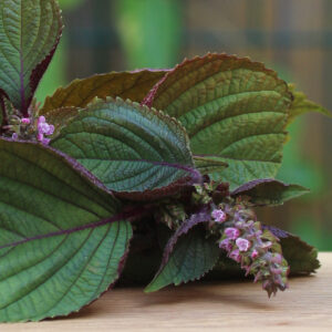 Shiso bicolore